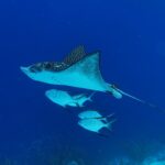 rog tijdens het duiken in mijn tussenjaar op bonaire