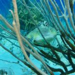 schildpad, deze foto is gemaakt tijdens mijn eerste duik op Bonaire. het was magisch om dit in het echt te mogen zien.